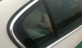 Girtas kaip maišas latvis vairavo vilkiką