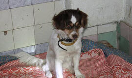 Klaipėdoje rasti du pabėgę šuneliai