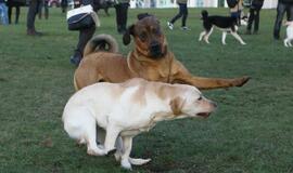 Šuniukų Kalėdų šventė