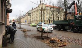 K. Donelaičio gatvėje sodinami nauji medžiai