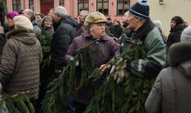 Teatro aikštėje išdalintos eglių šakos