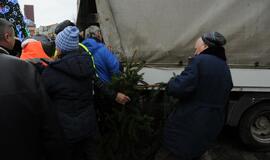Teatro aikštėje išdalintos eglių šakos
