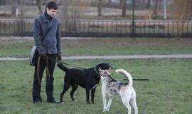 Šuniukų Kalėdų šventė