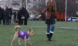 Šuniukų Kalėdų šventė