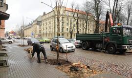 K. Donelaičio gatvėje sodinami nauji medžiai