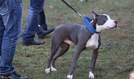 Šuniukų Kalėdų šventė