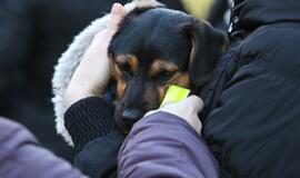 Šuniukų Kalėdų šventė