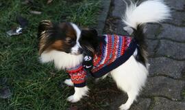 Šuniukų Kalėdų šventė