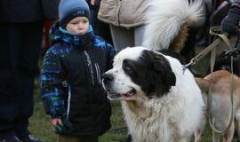 Šuniukų Kalėdų šventė