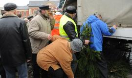 Teatro aikštėje išdalintos eglių šakos