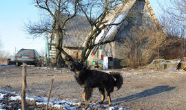 Šalia gimnazijos - išniekintas gyvūnas