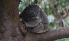 Australijoje nužudyta šimtai koalų