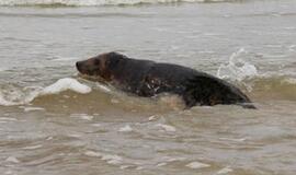 Baltijos ruoniai vėl puola