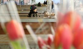 Prekyba tulpėmis kovo 8-ąją