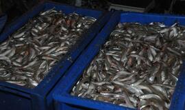 Žuvies šventė Rusnėje