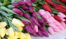 Prekyba tulpėmis kovo 8-ąją