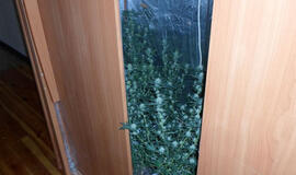 Išsinuomotą butą pavertė kanapių augimviete