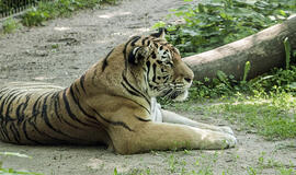 Lietuvos zoologijos sodo augintiniams – duonos ir žaidimų