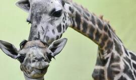 Norvegijos zoologijos sode antilopė mirtinai subadė žirafą