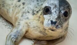 Šiaurės vėjas į Jūrų muziejų "pripūtė" ruoniukų