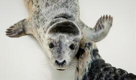 Šiaurės vėjas į Jūrų muziejų "pripūtė" ruoniukų