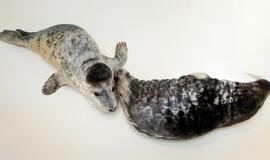 Šiaurės vėjas į Jūrų muziejų "pripūtė" ruoniukų