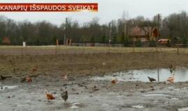 Šeši šalies ūkiai išbando pluoštinių kanapių naudą vištoms ir galvijams