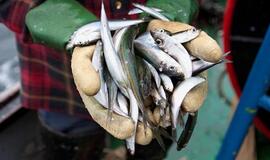 Paaiškės, kas taps Lietuvos nacionaline žuvimi