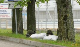 Pratybos "Žaibo kirtis" Klaipėdoje