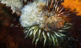 Baroti galerijoje - paroda "XXI Klaipėdos Pilies Džiazo Festivaliui"