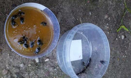 Katinų populiaciją reguliuoja nuodais?