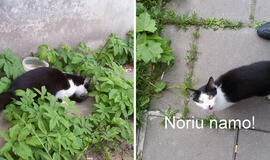 Klaipėdoje gyvūnai ieško namų