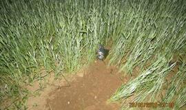 Skrydis motociklu: sužalota mergina, jaunuolis dingo