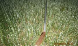 Skrydis motociklu: sužalota mergina, jaunuolis dingo