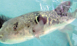 Pavojingiausi maisto produktai