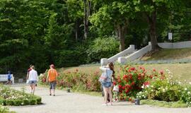 Palangos Birutės parko rožynas džiugina žiedais