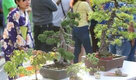 Japonų kultūros diena Kultūros fabrike