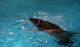 Jūrų muziejaus delfinariumas atidarymas