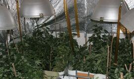 Alytuje aptiktas kanapių ūkis