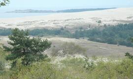 Kuršių nerijoje – pušų kirtimo vajus