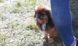 Gargžduose - Pasaulinės gyvūnų dienos šventė