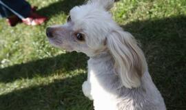 Gargžduose - Pasaulinės gyvūnų dienos šventė