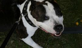 Gargžduose - Pasaulinės gyvūnų dienos šventė