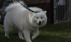 Gargžduose - Pasaulinės gyvūnų dienos šventė