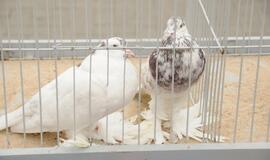 Palangoje vyko šeštoji Turgaus šventė