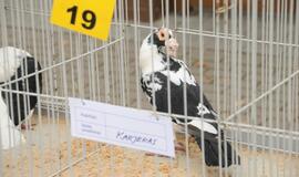 Palangoje vyko šeštoji Turgaus šventė