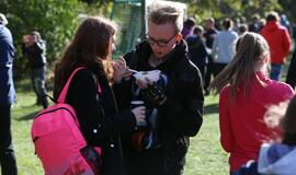 Gintarinė jūrmylė