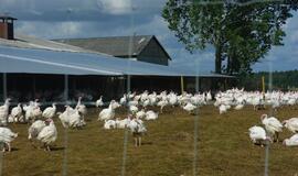 Ant šventinio stalo įsitvirtino kalakutas