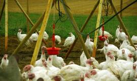 Ant šventinio stalo įsitvirtino kalakutas