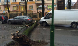 Ant važiuojančio automobilio užvirto medis